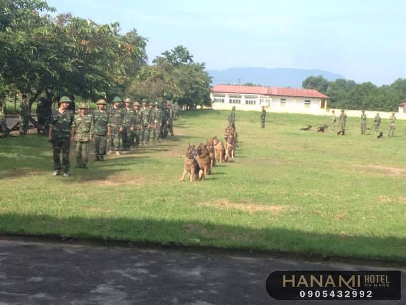 trung tâm huấn luyện chó Đà Nẵng