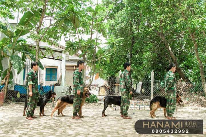 Trung tâm huấn luyện chó Đà Nẵng 