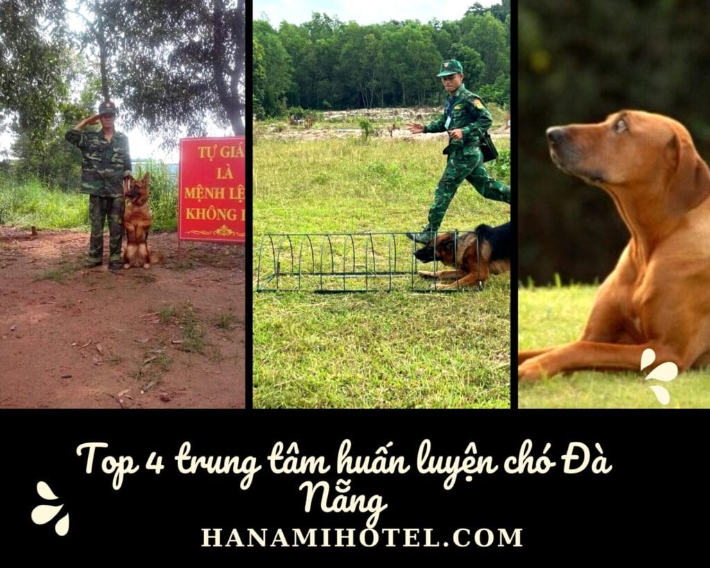 trung tâm huấn luyện chó Đà Nẵng