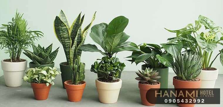 Bán chậu trồng cây tại Đà Nẵng