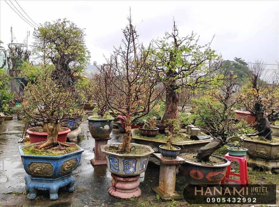 Bán chậu trồng cây tại Đà Nẵng