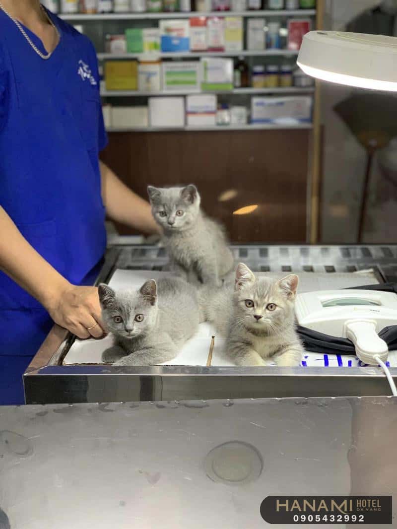Top 10 best Danang pet shops, Reviews by Hanami 3 best Danang pet shops