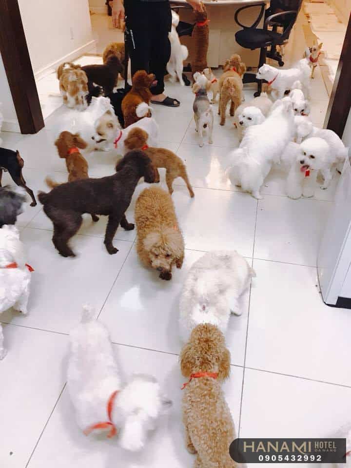 Top 10 best Danang pet shops, Reviews by Hanami 6 best Danang pet shops