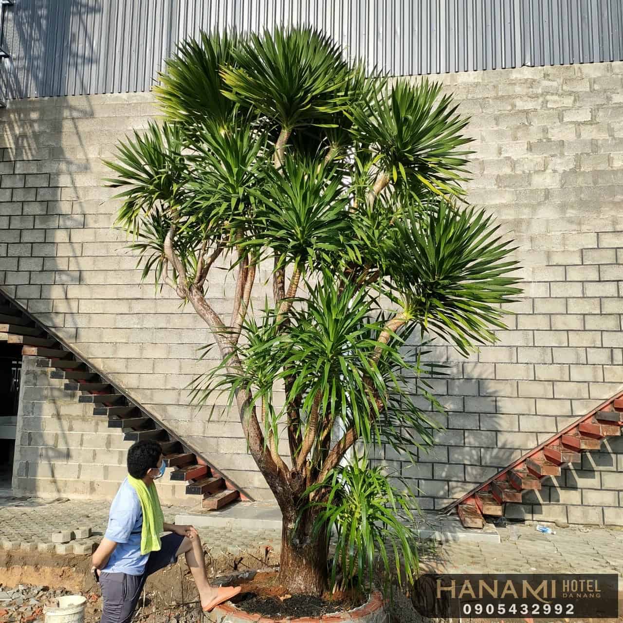 cây thần tài núi Đà Nẵng