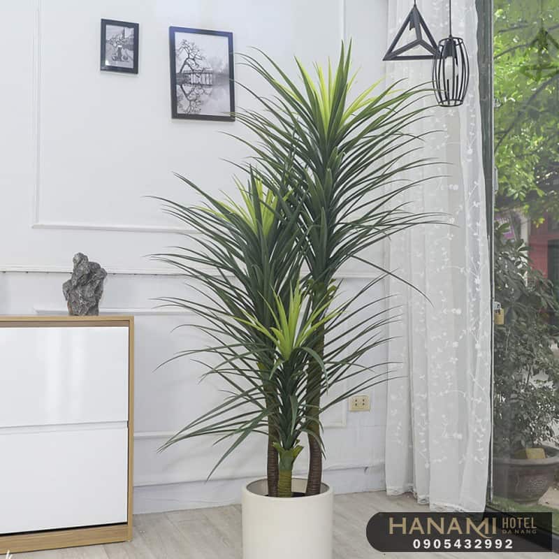 cây thần tài núi Đà Nẵng