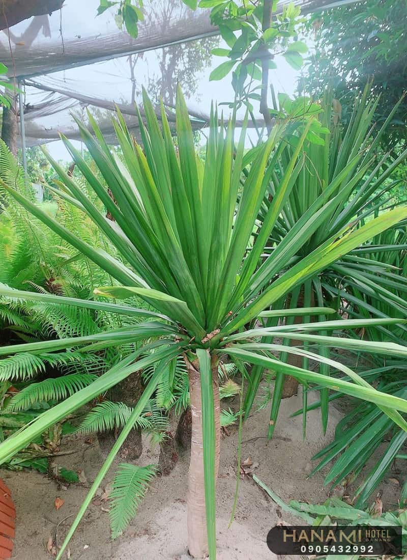 cây thần tài núi Đà Nẵng