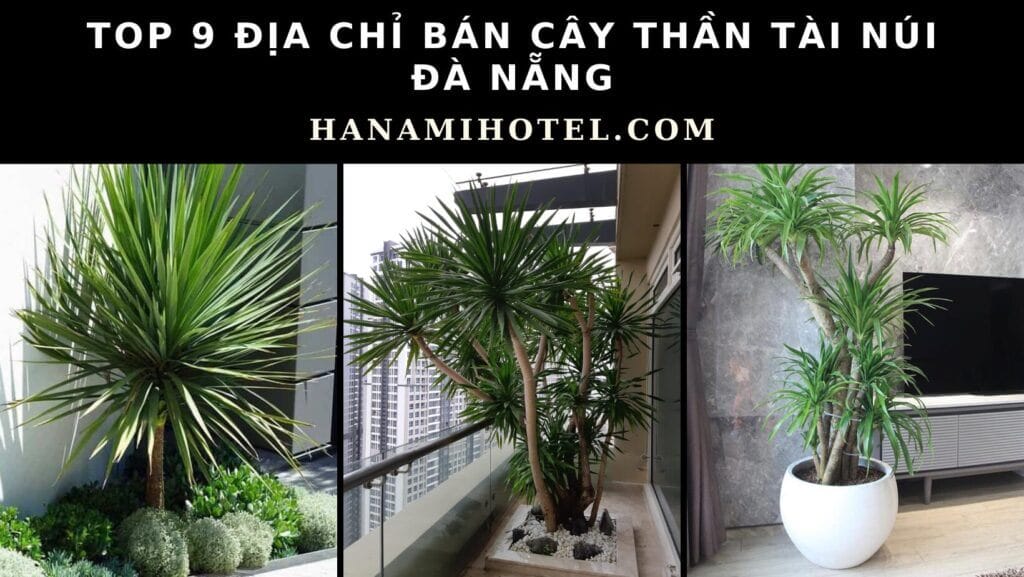 cây thần tài núi Đà Nẵng