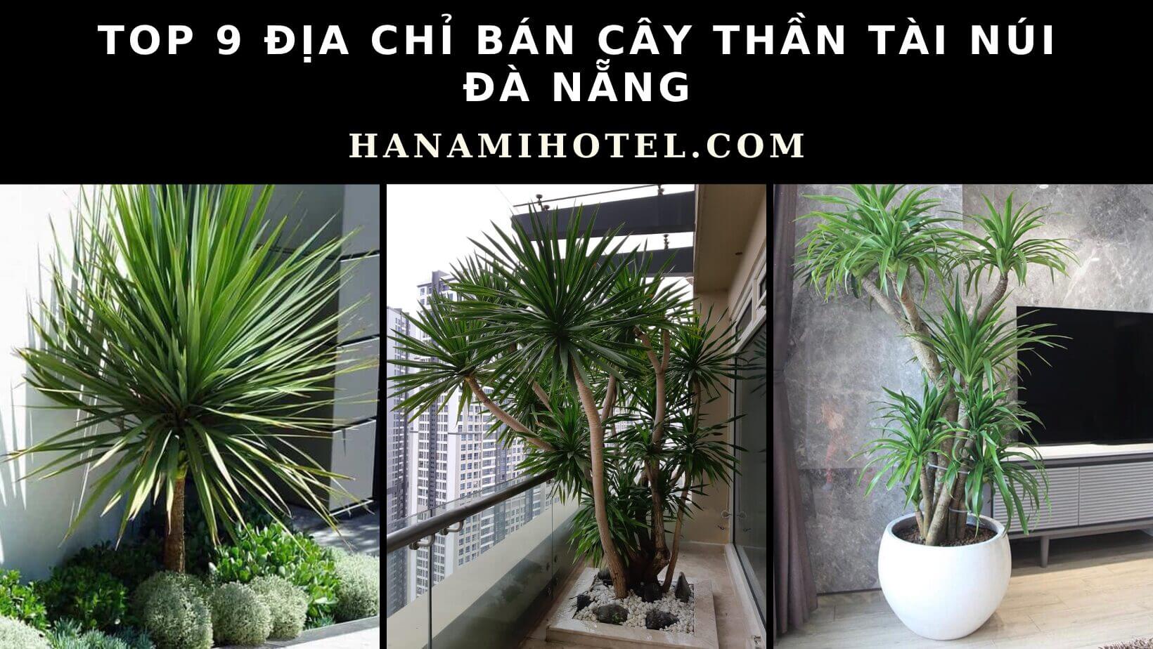 cây thần tài núi Đà Nẵng