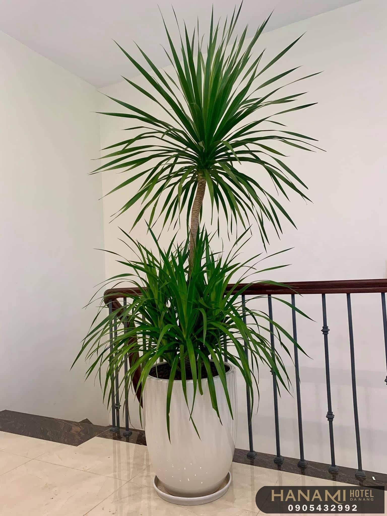 cây thần tài núi Đà Nẵng