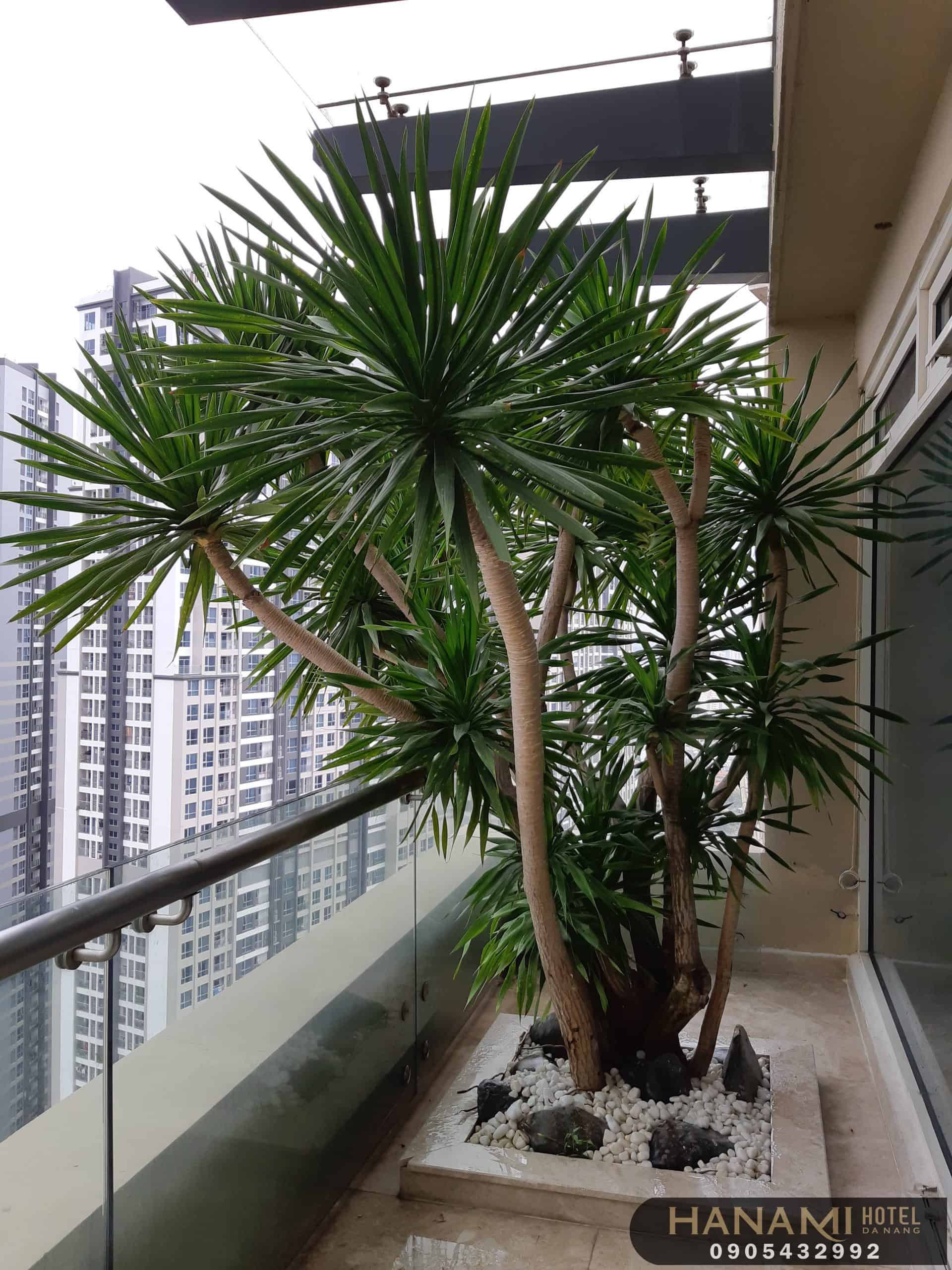 cây thần tài núi Đà Nẵng