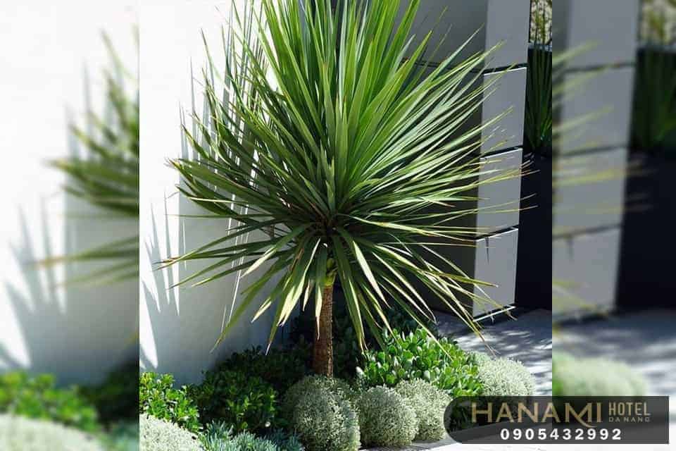 cây thần tài núi Đà Nẵng