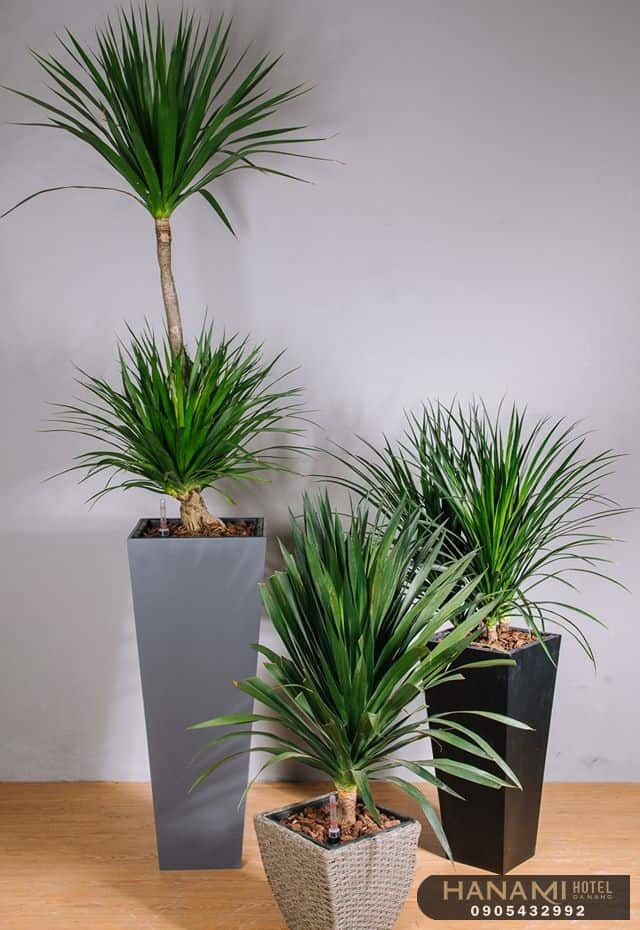 cây thần tài núi Đà Nẵng