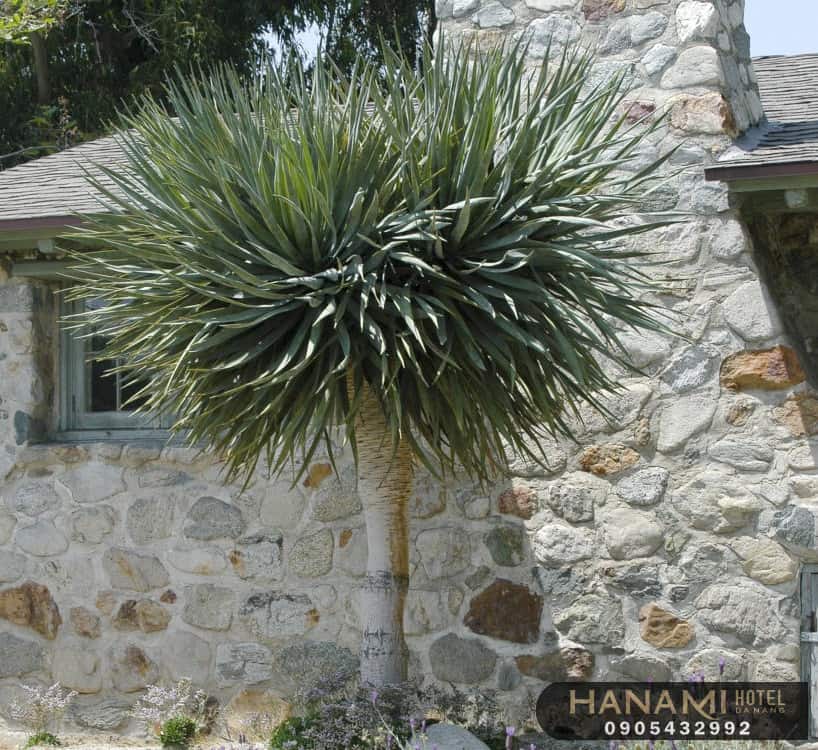 cây thần tài núi Đà Nẵng