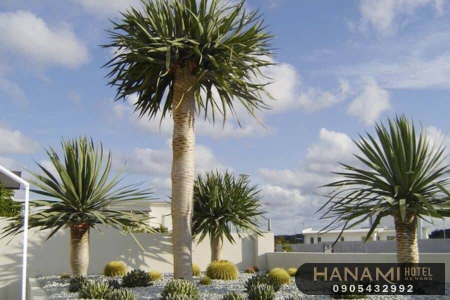 cây thần tài núi Đà Nẵng