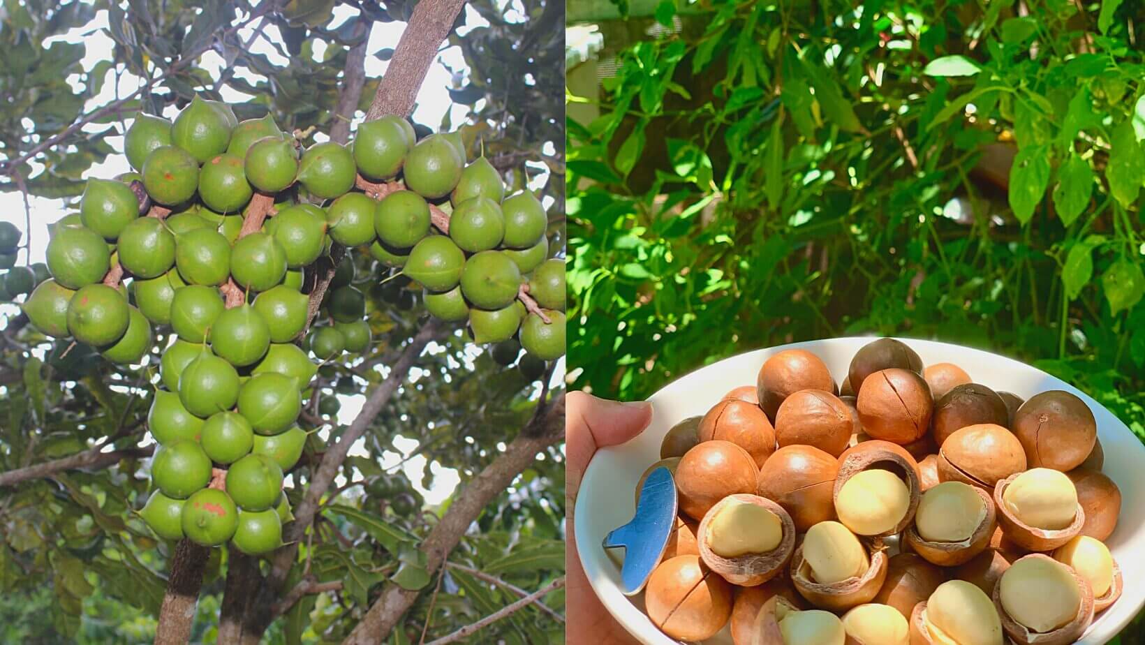 Địa chỉ bán hạt macca tại Đà Nẵng