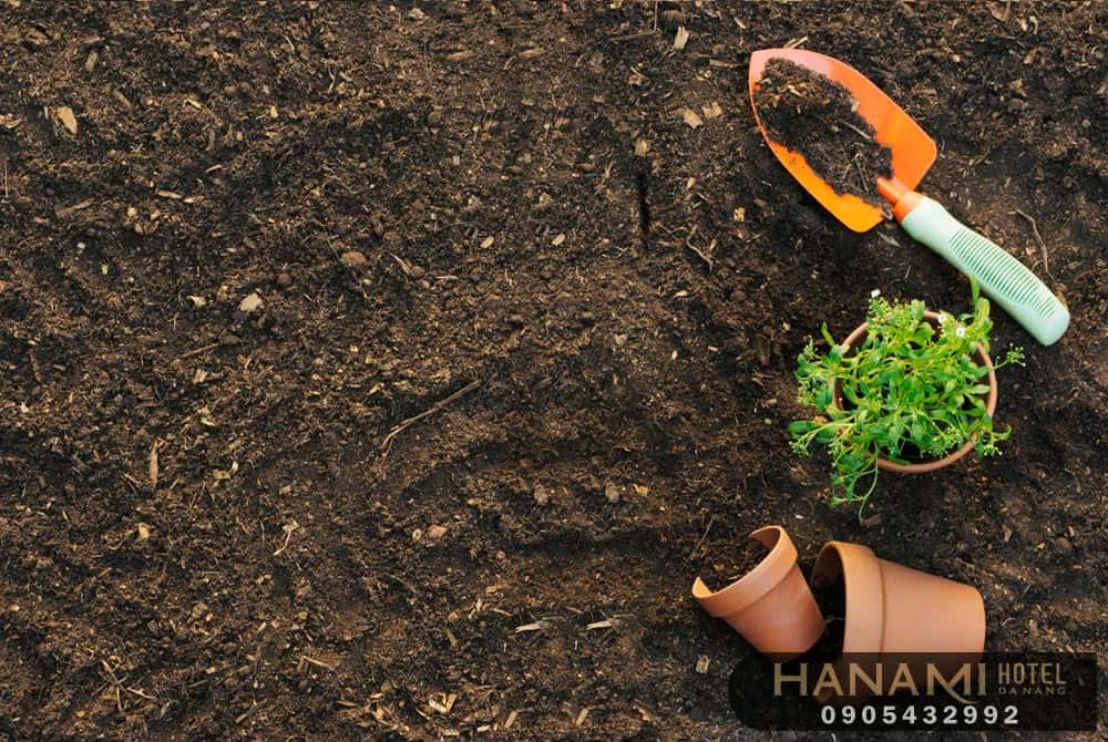 địa chỉ mua đất trồng rau ở Đà Nẵng