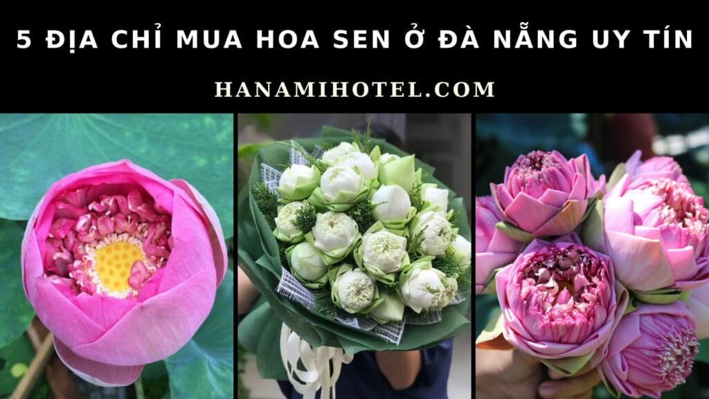 hoa sen ở đà nẵng