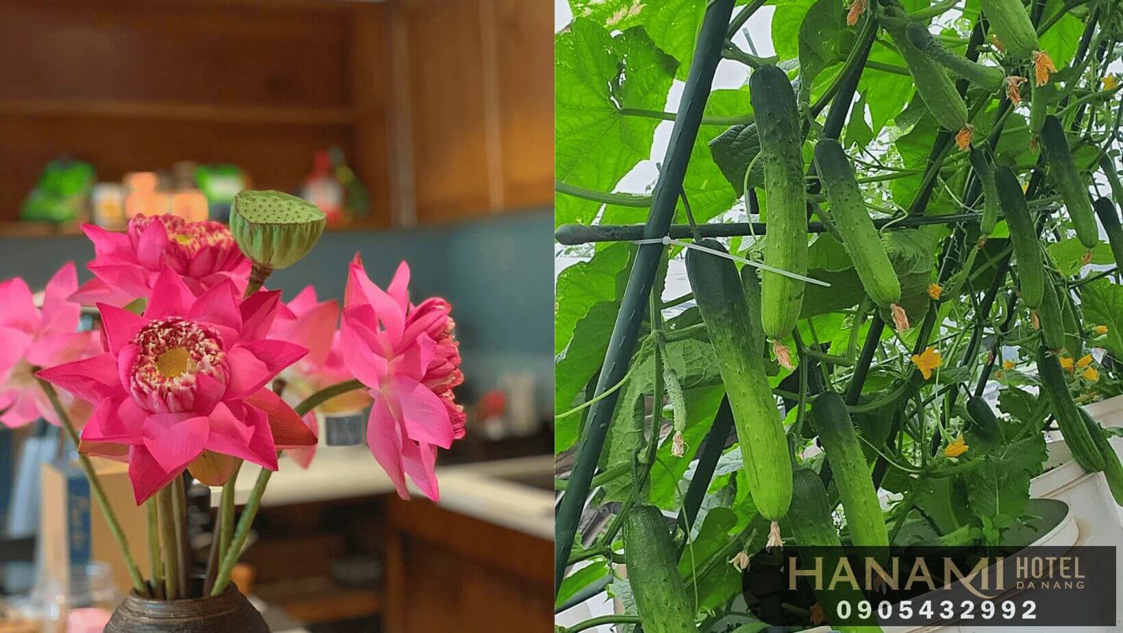 Hoa sen Đà Nẵng