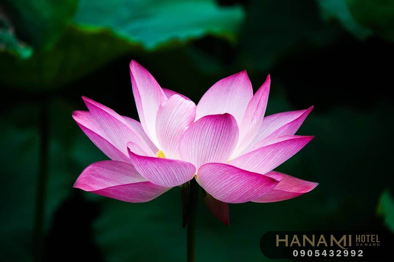 Hoa sen ở Đà Nẵng
