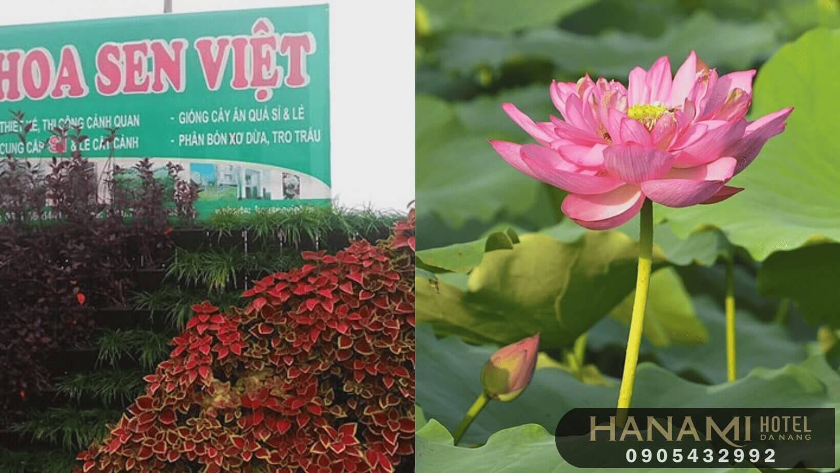 Hoa sen ở Đà Nẵng 