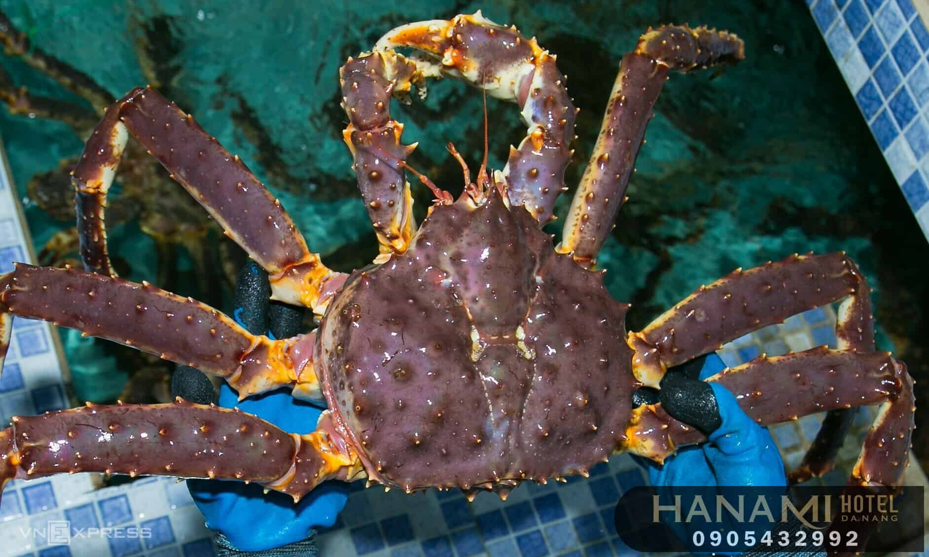 Best Affordable King Crab Selling Spots in Da Nang