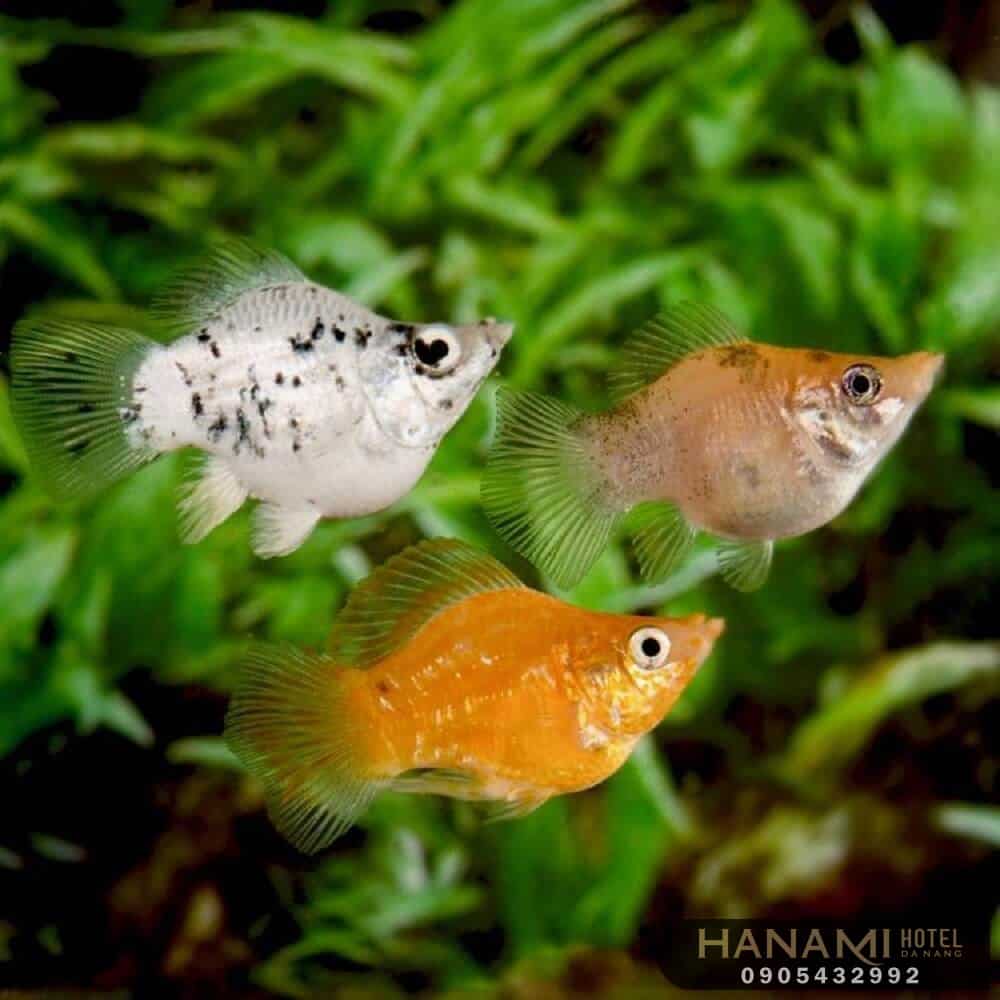 best where to sell aquarium fish in da nang