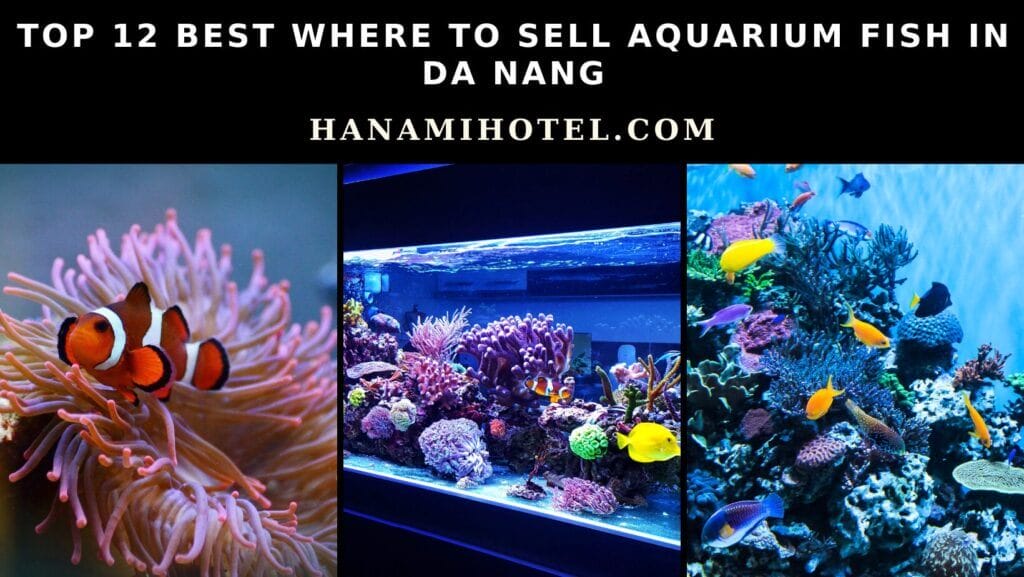 best where to sell aquarium fish in da nang