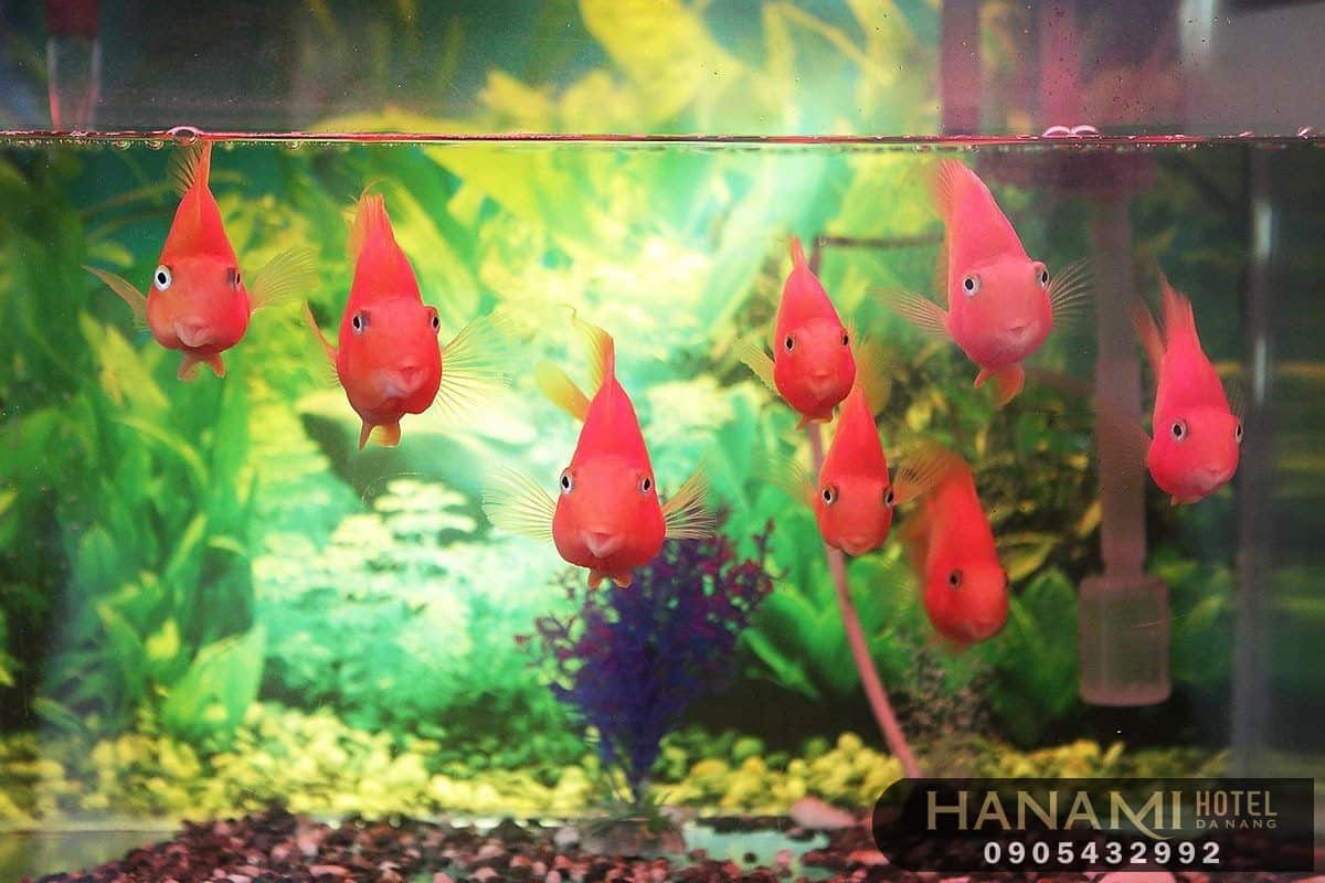 best where to sell aquarium fish in da nang