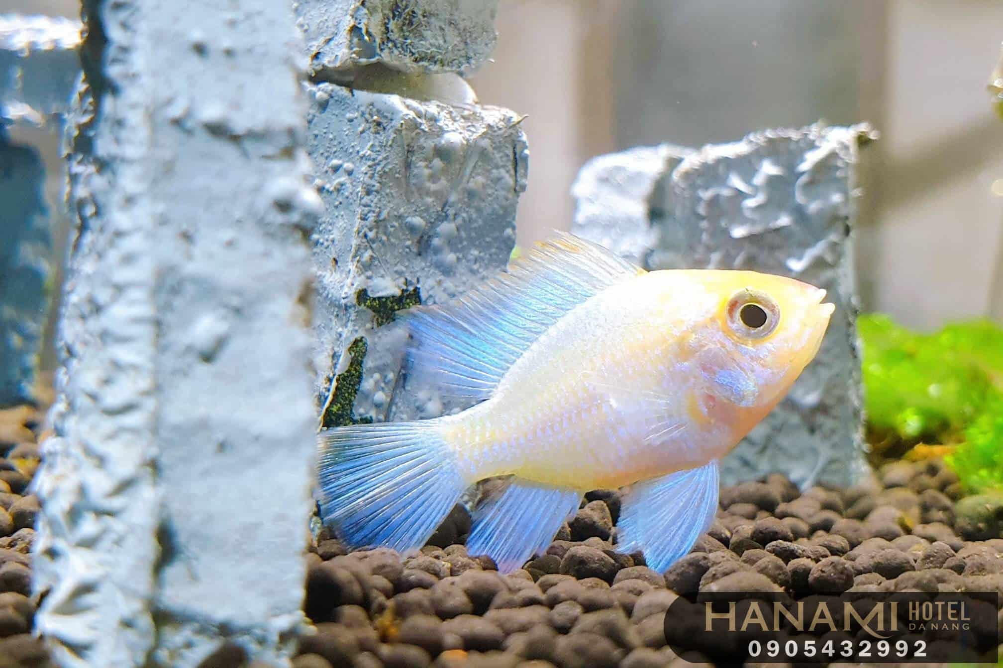 best where to sell aquarium fish in da nang