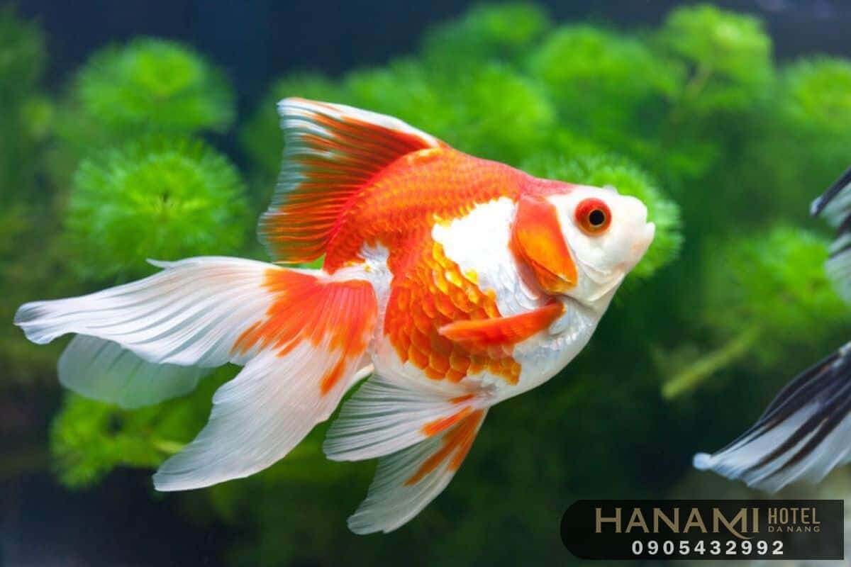 best where to sell aquarium fish in da nang