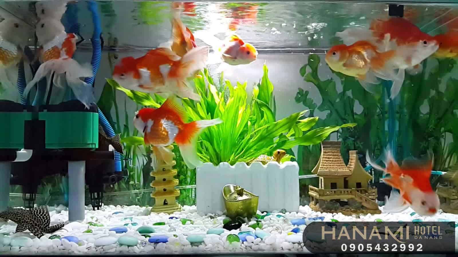 best where to sell aquarium fish in da nang