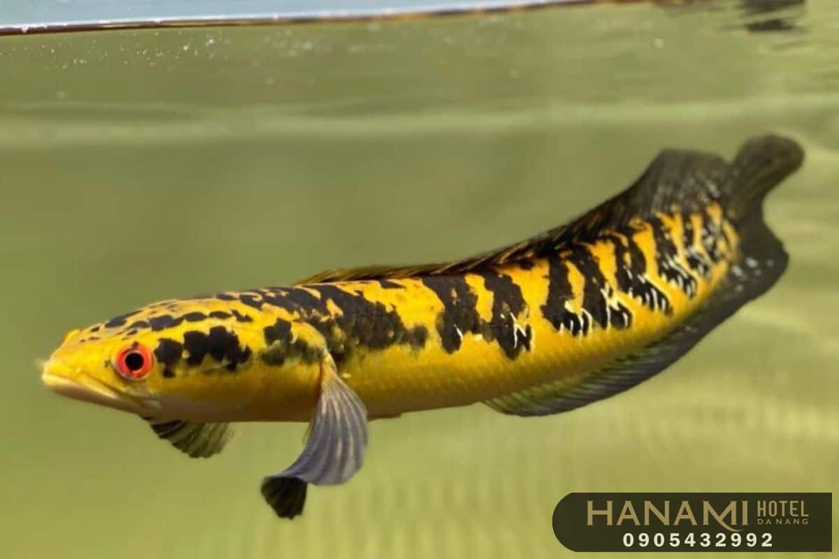 best where to sell aquarium fish in da nang