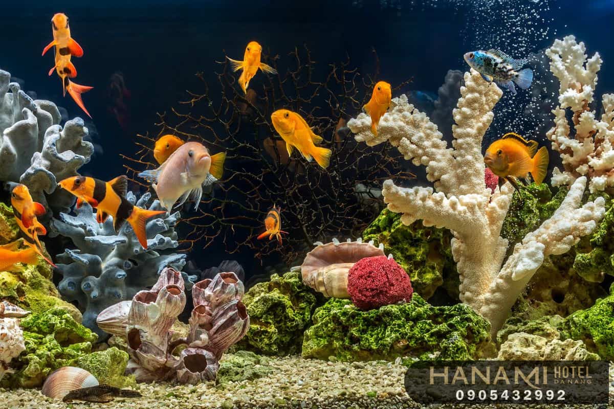 best where to sell aquarium fish in da nang