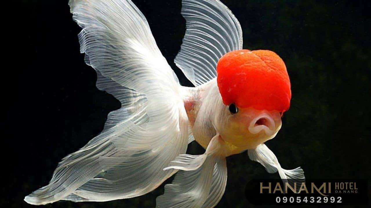 best where to sell aquarium fish in da nang