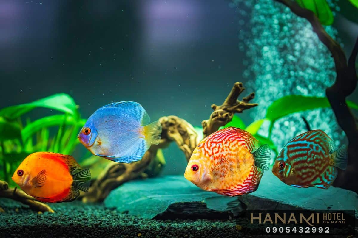 best where to sell aquarium fish in da nang