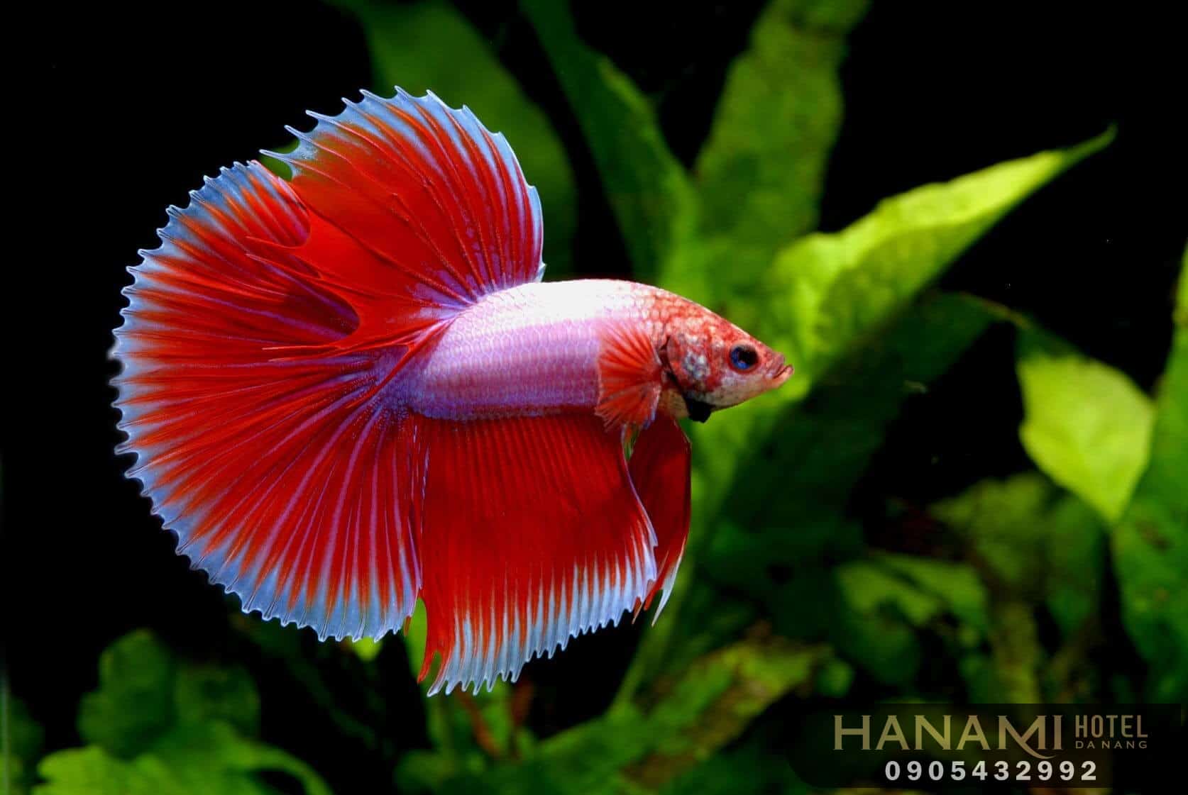 best where to sell aquarium fish in da nang