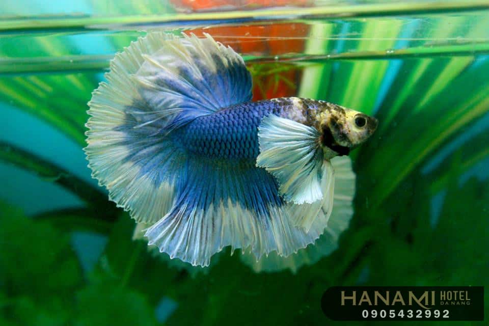 best where to sell aquarium fish in da nang