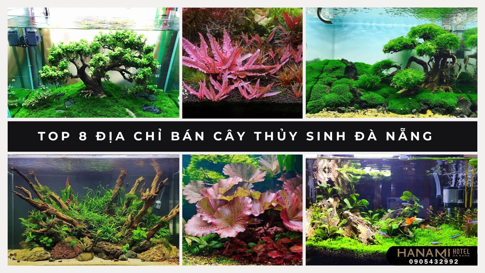 cây thuỷ sinh Đà Nẵng