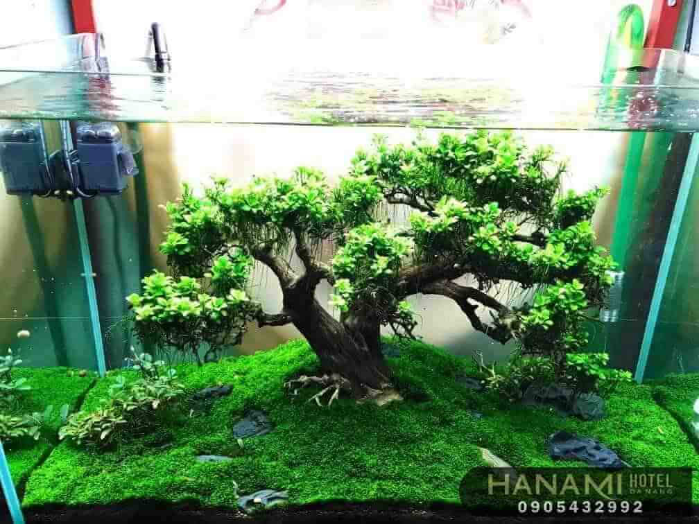 cây thuỷ sinh Đà Nẵng