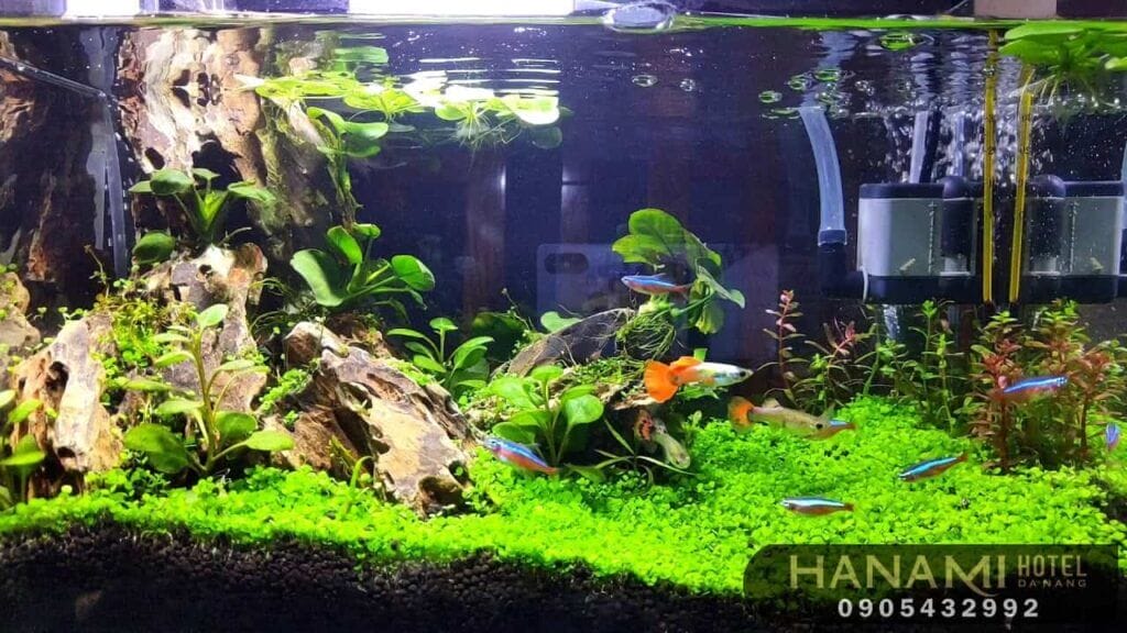 cây thuỷ sinh Đà Nẵng