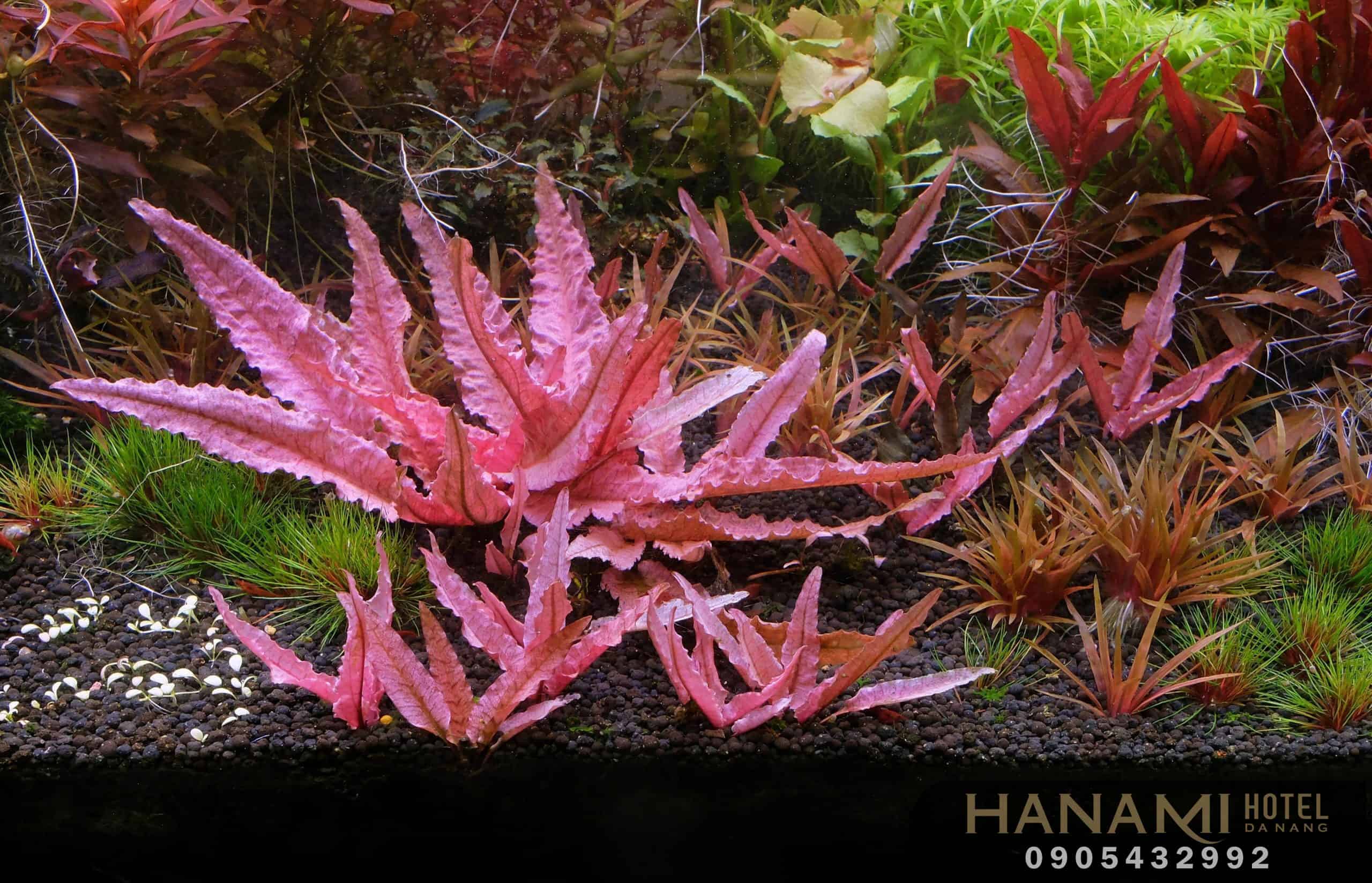 cây thuỷ sinh Đà Nẵng