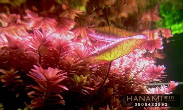 cây thuỷ sinh Đà Nẵng