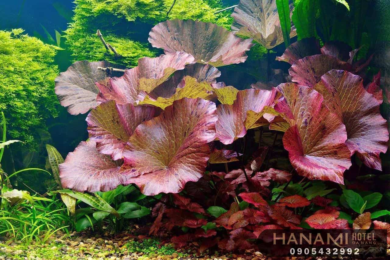 cây thuỷ sinh Đà Nẵng