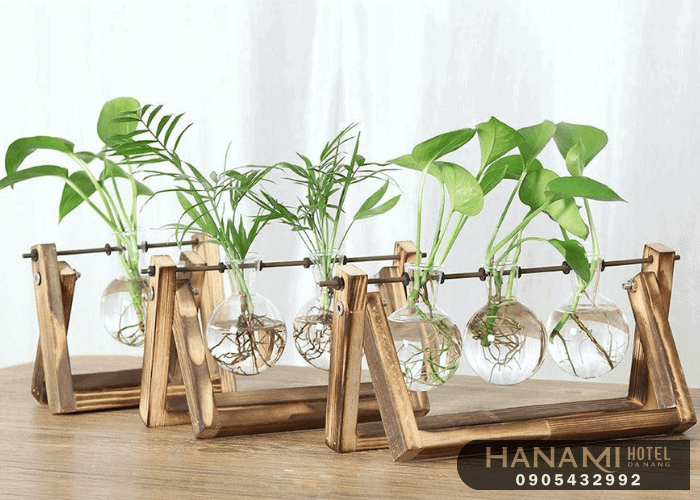 cây thuỷ sinh Đà Nẵng