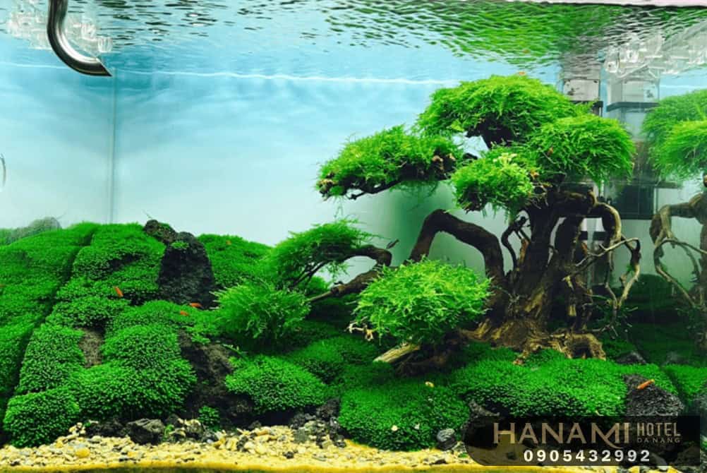 cây thuỷ sinh Đà Nẵng