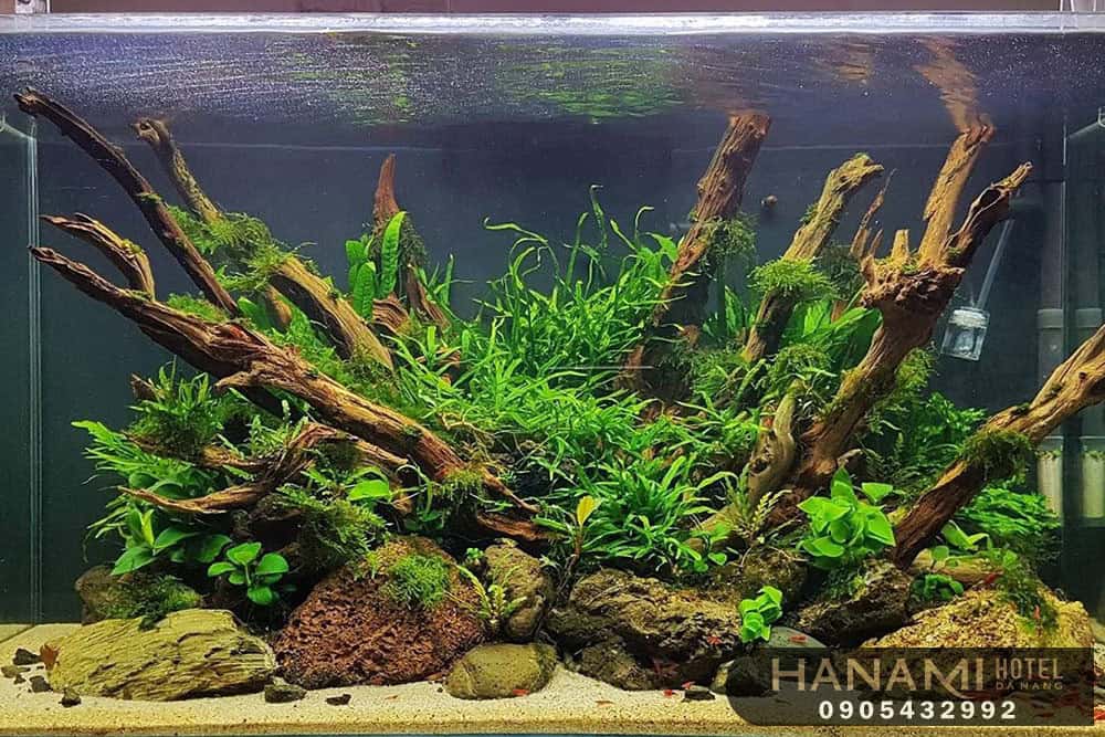 cây thuỷ sinh Đà Nẵng