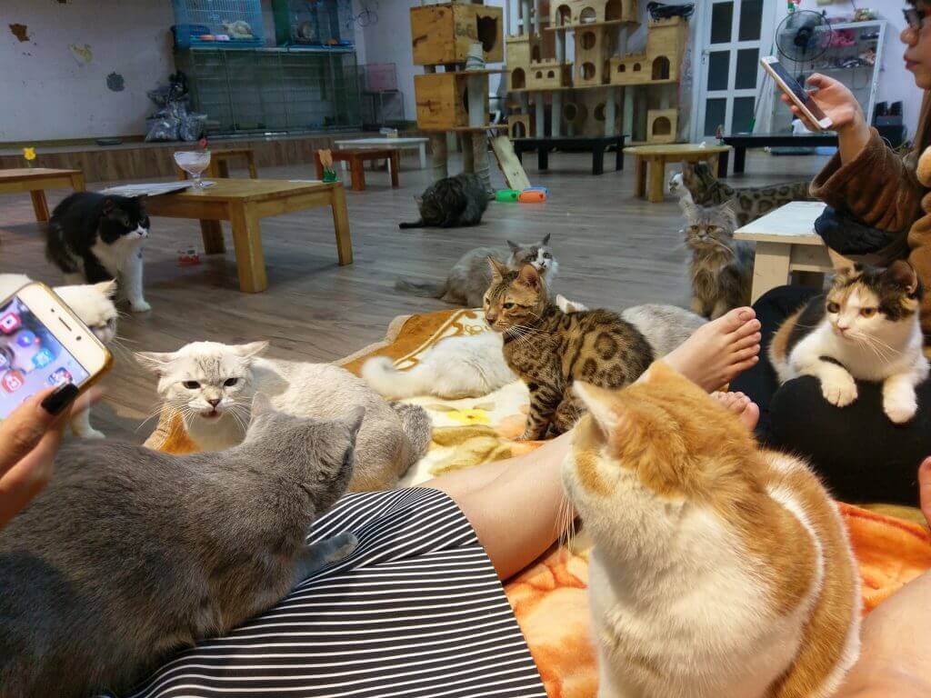 Da nang pet cafes 