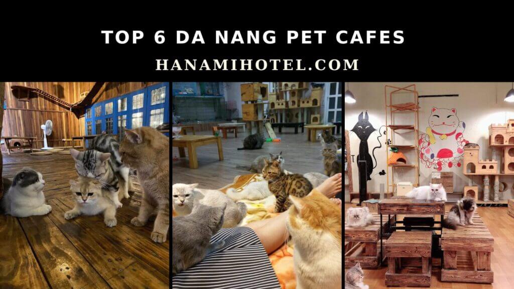 Da Nang pet cafes