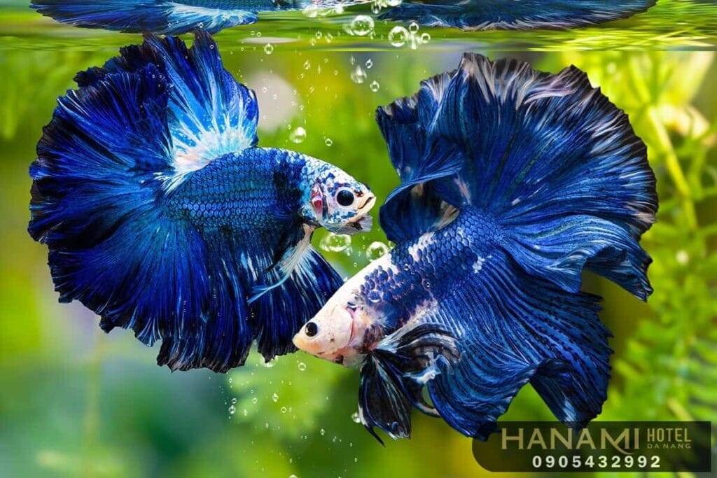 Nuôi cá cảnh tại nhà - những điều bạn cần biết 2 nuôi cá cảnh tại nhà