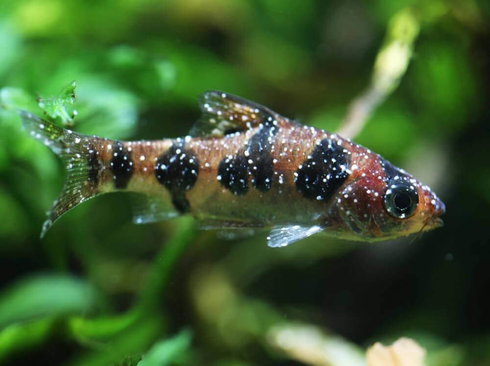 Nuôi cá cảnh tại nhà - những điều bạn cần biết 5 nuôi cá cảnh tại nhà